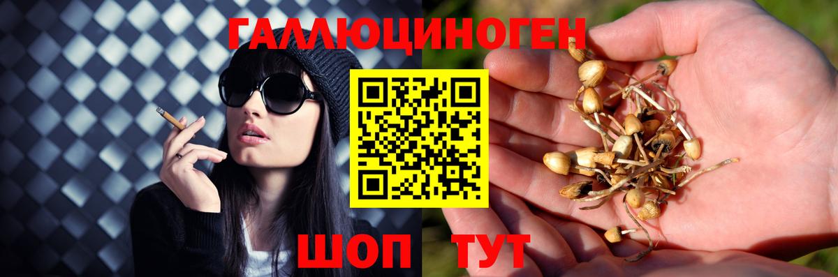 Псилоцибиновые грибы Psilocybine cubensis Заволжье